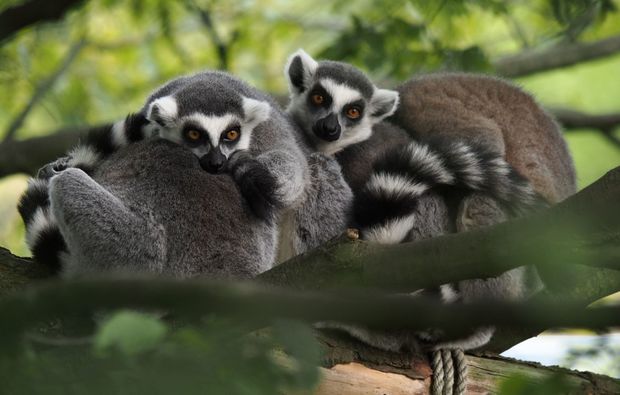 Fotokurs Allwetter-Zoo Münster