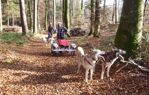 Schlittenhunde Wagenabenteuer Ermenswil für 2 Schlittenhunde Wagenabenteuer Ermenswil für 2