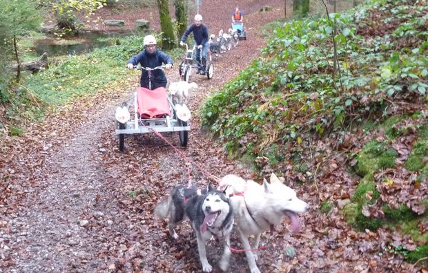 Schlittenhunde Wagenabenteuer Ermenswil für 2 Schlittenhunde Wagenabenteuer Ermenswil für 2