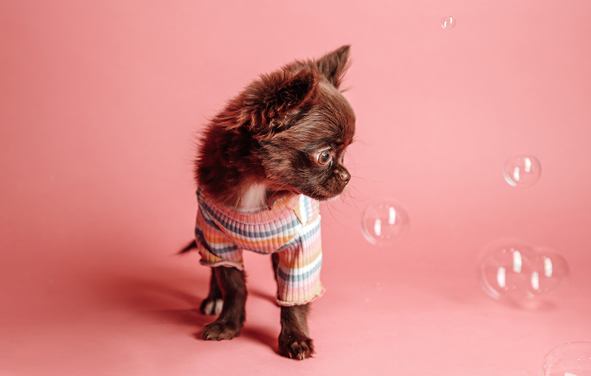 Tier Fotoshooting Bochum - in Ca. 1 Stunde (reine Shootingzeit: 45 Minuten) Tier Fotoshooting Bochum - in Ca. 1 Stunde (reine Shootingzeit: 45 Minuten)