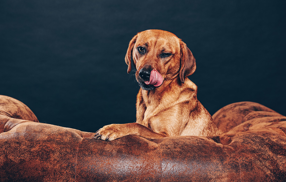 Tier Fotoshooting Bochum - in Ca. 1 Stunde (reine Shootingzeit: 45 Minuten) Tier Fotoshooting Bochum - in Ca. 1 Stunde (reine Shootingzeit: 45 Minuten)