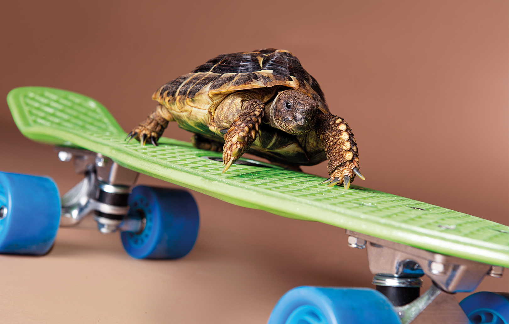 Tier Fotoshooting Dresden -  in Ca. 1 Stunde (ca. 30 Min. Fotoshooting mit anschließender Bildauswahl)