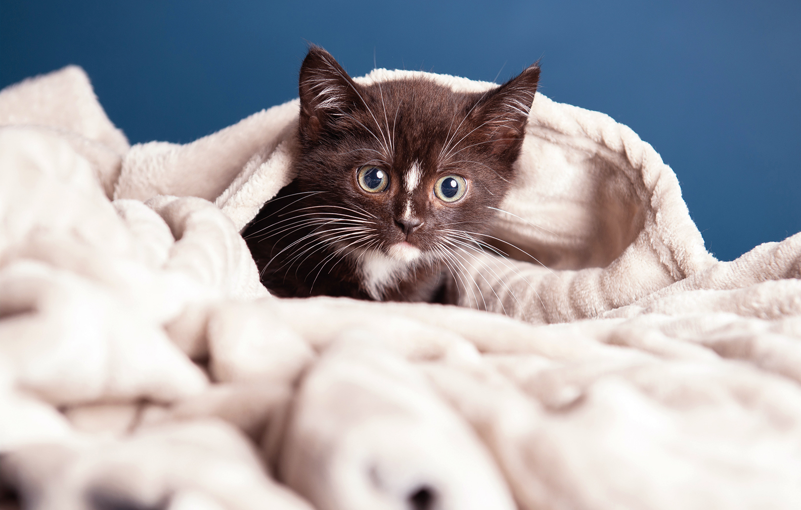 Tier Fotoshooting Dresden -  in Ca. 1 Stunde (ca. 30 Min. Fotoshooting mit anschließender Bildauswahl)