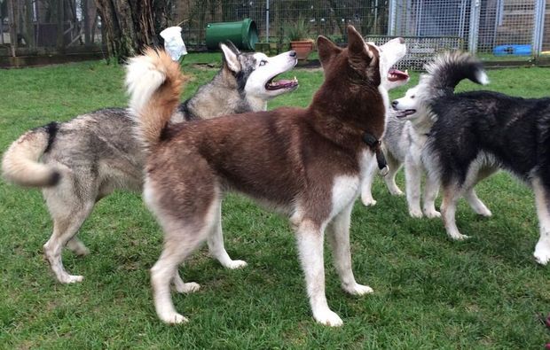 Schlittenhunde-Workshop Goch