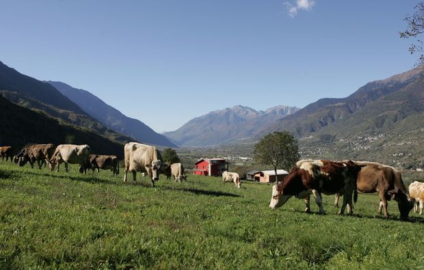 2 Tage (Übernachtung) 2 Ferien auf dem Bauernhof Lombardei für 2 (1 Nacht) in Albosaggia (SO) 2 Tage (Übernachtung) 2 Ferien auf dem Bauernhof Lombardei für 2 (1 Nacht) in Albosaggia (SO)