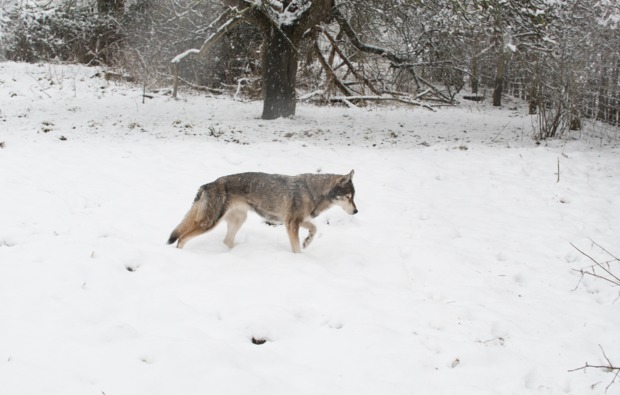 Husky Erlebnistag Werder