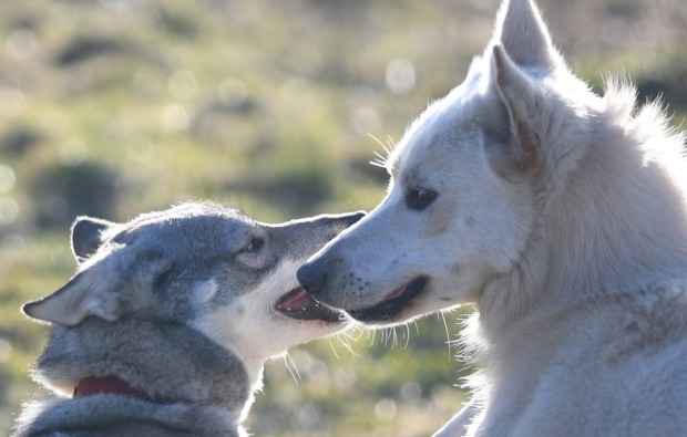 Husky Erlebnistag Werder