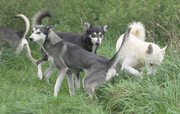 Husky Erlebnistag Werder