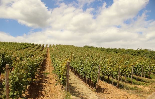 Weinbergsrundfahrt Guldental (mit Holder- & Weinverkostung)