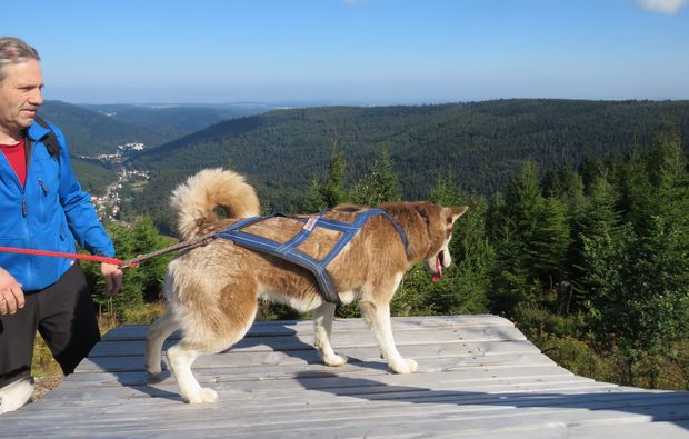 Husky-Trekking Bad Herrenalb - Husky-Abenteuer: Gemeinsam durch den Winterzauber Husky-Trekking Bad Herrenalb - Husky-Abenteuer: Gemeinsam durch den Winterzauber