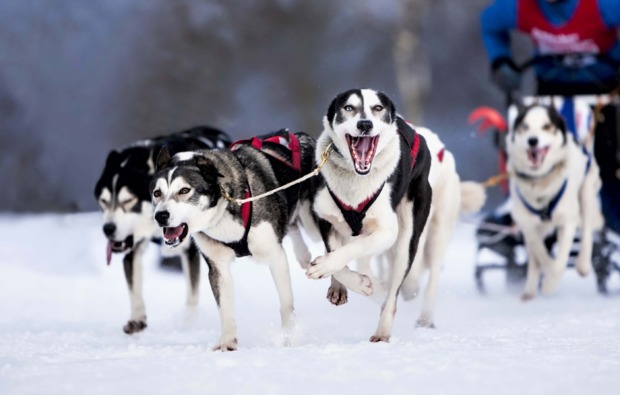 Husky Erlebnistag Telfs