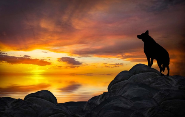 Husky Erlebnistag Telfs