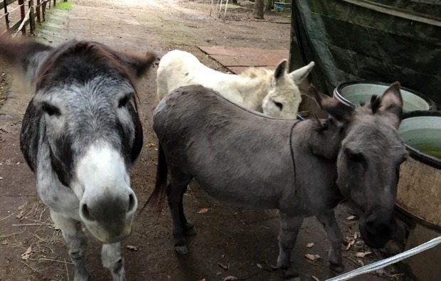 Esel Trekking Birstein Esel Trekking Birstein