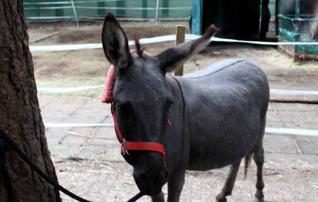 Esel Trekking Birstein Esel Trekking Birstein