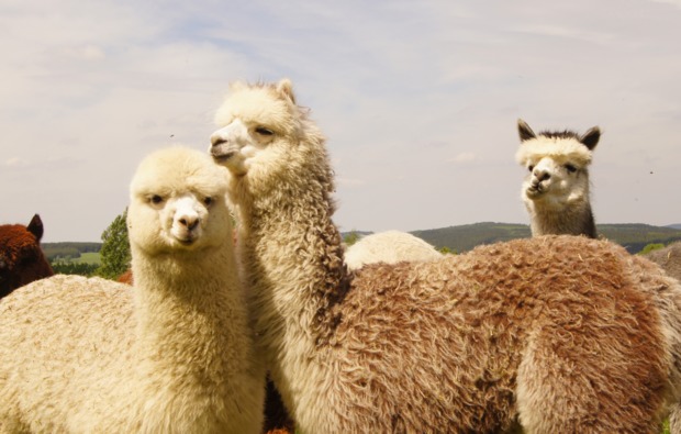 Alpaka Wanderung Bockau für 2 Alpaka Wanderung Bockau für 2