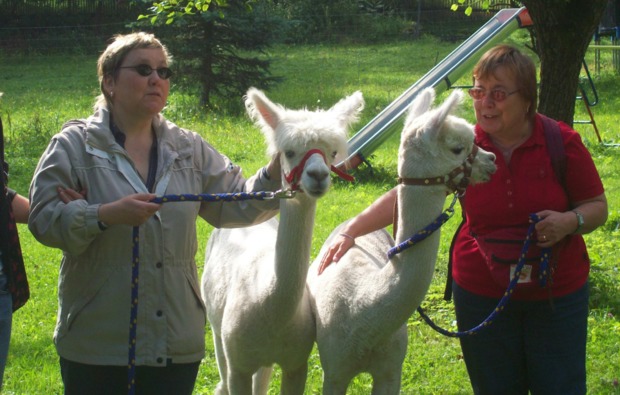 Alpaka Wanderung Bockau für 2 Alpaka Wanderung Bockau für 2