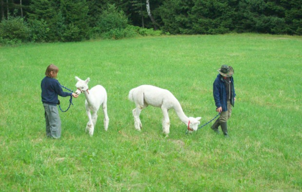 Alpaka Wanderung Bockau für 2 Alpaka Wanderung Bockau für 2