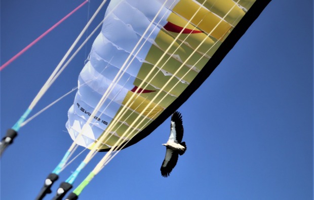 Gleitschirm Tandemflug Schönau a. Köni...