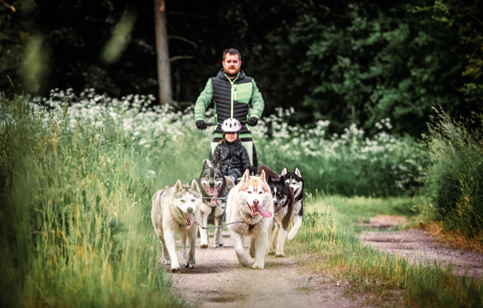 Husky Wanderung Fürstenberg / Havel in Fürstenberg /Havel Husky Wanderung Fürstenberg / Havel in Fürstenberg /Havel