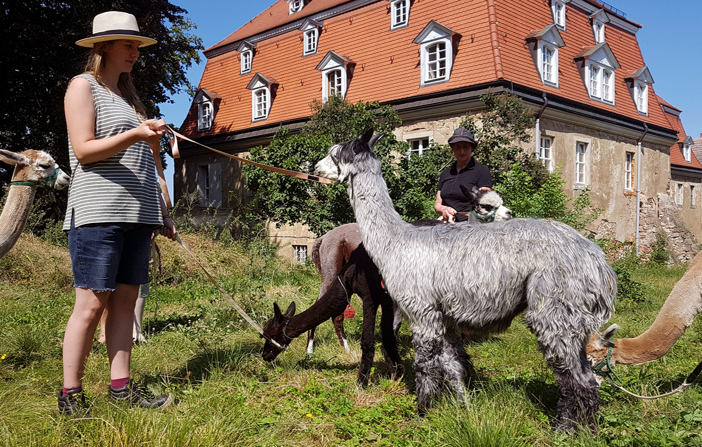 Alpaka Spaziergang Wiederoda für 2 - Alpaka Auszeit zu zweit Wermsdorf Alpaka Spaziergang Wiederoda für 2 - Alpaka Auszeit zu zweit Wermsdorf