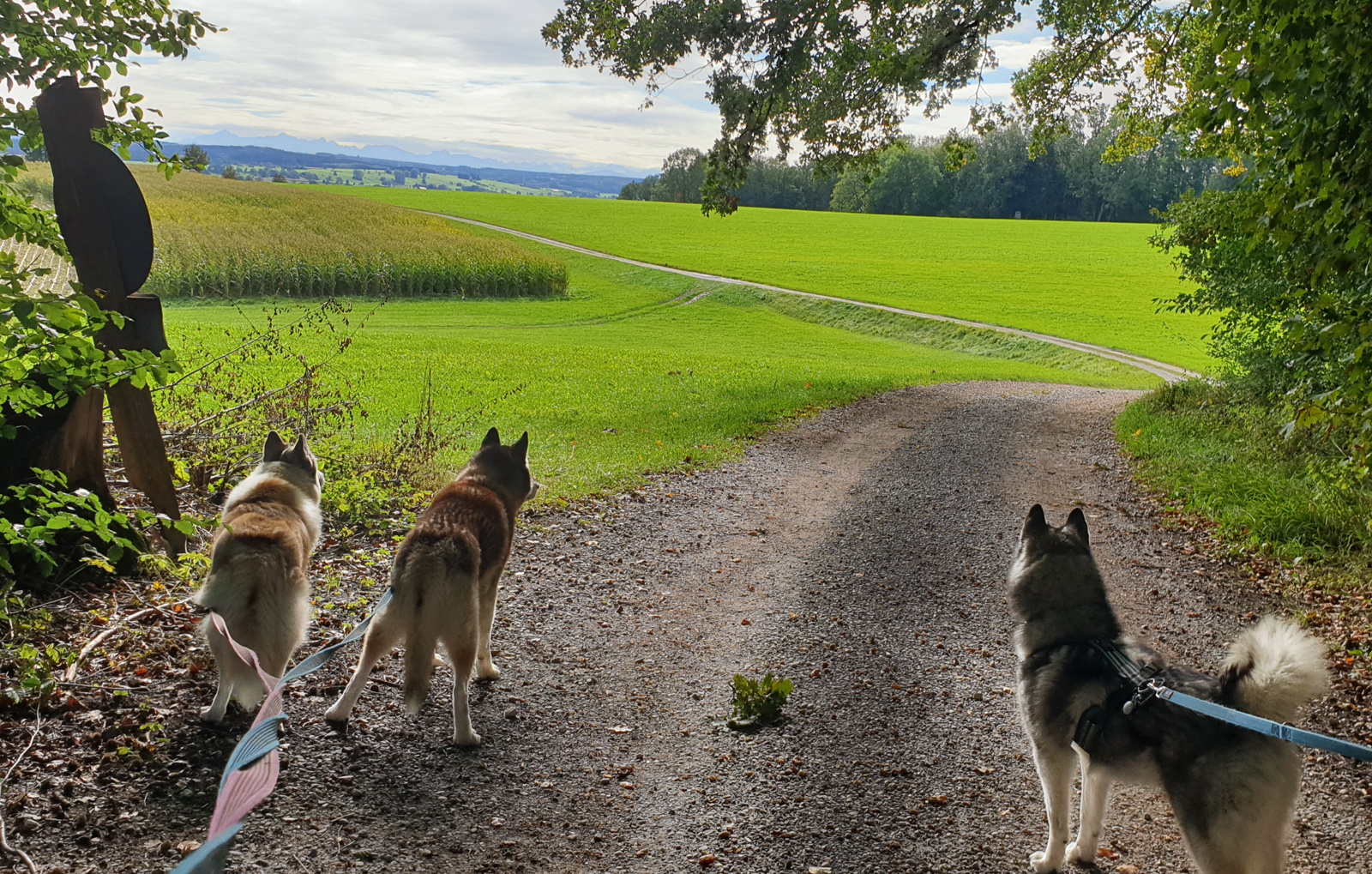 Husky Wanderung Wiedergeltingen Husky Wanderung Wiedergeltingen