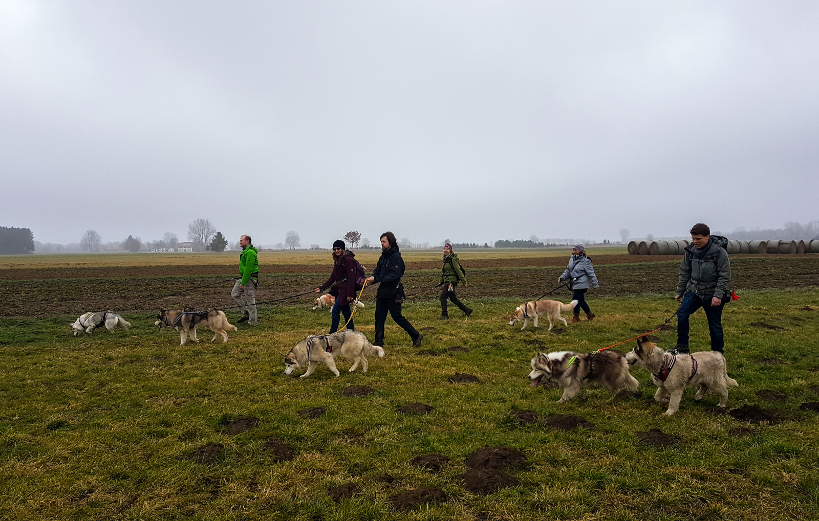 Husky Wanderung Wiedergeltingen Husky Wanderung Wiedergeltingen