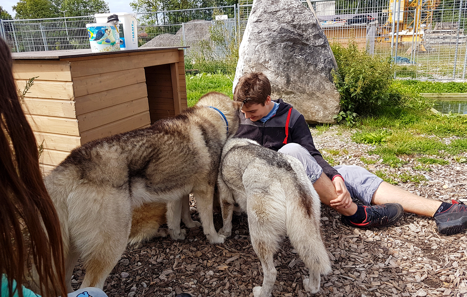 Husky Wanderung Wiedergeltingen Husky Wanderung Wiedergeltingen