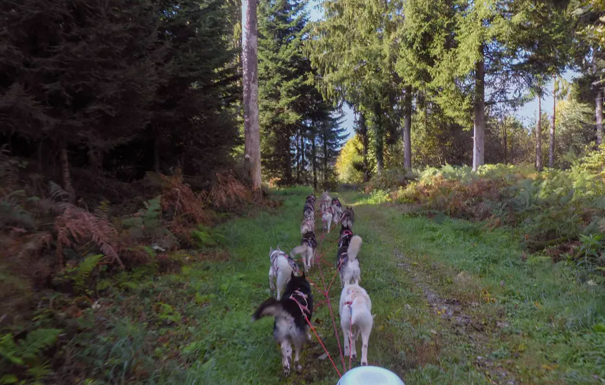 Schlittenhunde Wagenpassagierfahrt Ermenswil für 2
