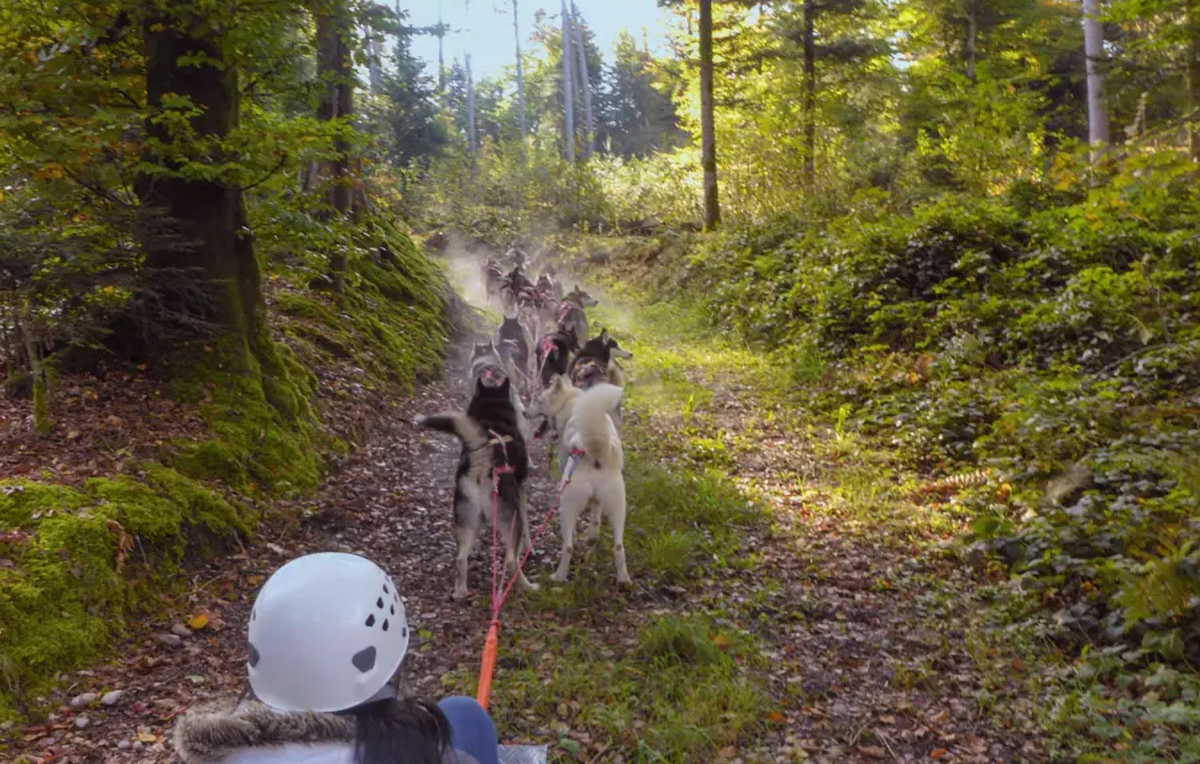 Schlittenhunde Wagenpassagierfahrt Ermenswil für 2