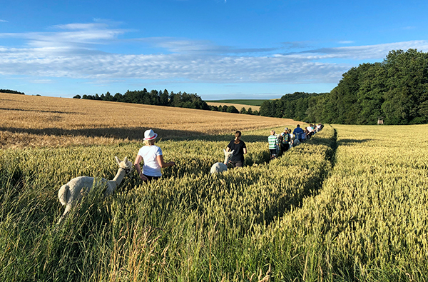 Alpaka Trekking Raum Dachau (4,5 Std.) 