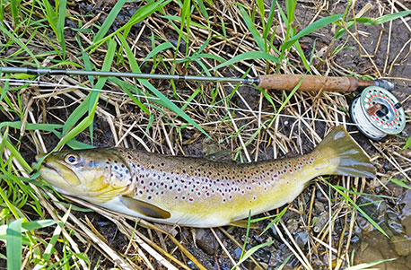 Fliegenfischen in Magdeburg (2 Tage) Fliegenfischen in Magdeburg (2 Tage)