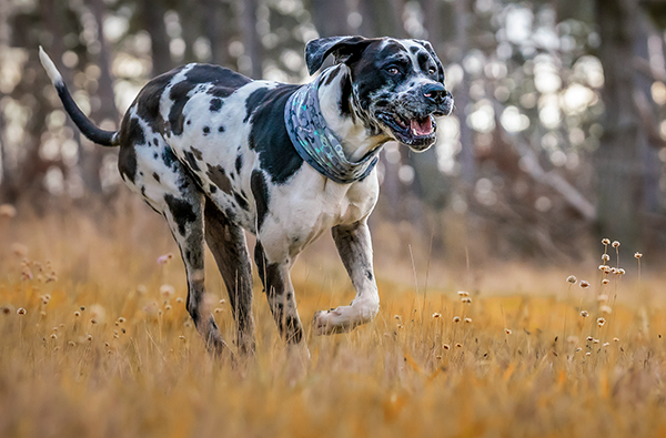 Hundeshooting Heringsdorf