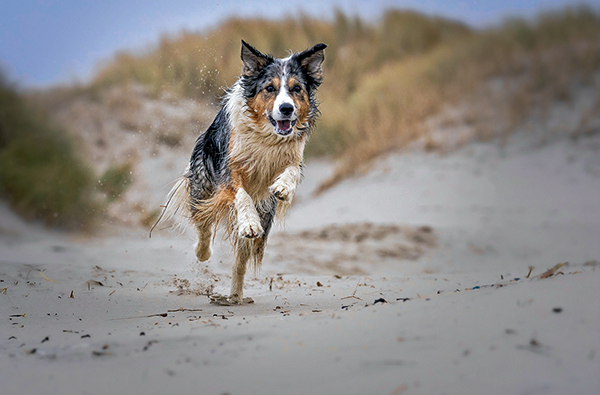 Hundeshooting Sankt Peter-Ording