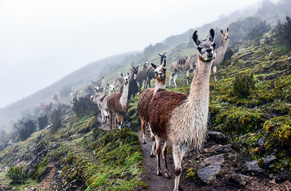 Lama Trekking Kurzurlaub in Davos für 2 (2 Nächte)