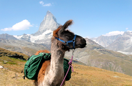 Lama-Trekking zum Riedgletsche...