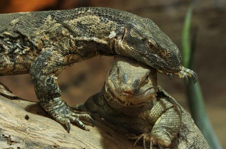 Reptilien-Fütterung in Landau