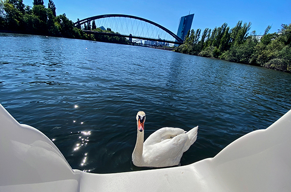Sektfrühstück auf Yacht Frankf...