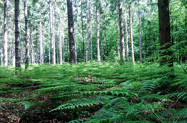 Waldbaden in Sonsbeck für Frauen (3,5 Std.)