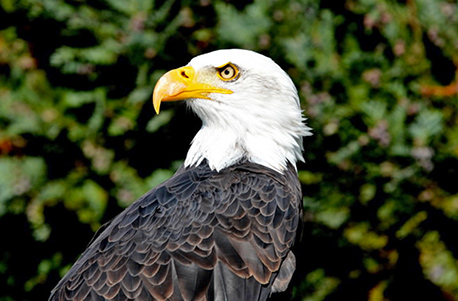 Falkner-Tag mit Weißkopfseeadler & Co