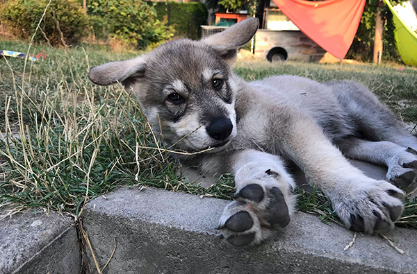 Wolfshund Schnuppertour - Um die Wette heulen mit dem Wolfshund! in Büren