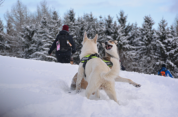 Schneeschuhwandern mit Wolfshu...