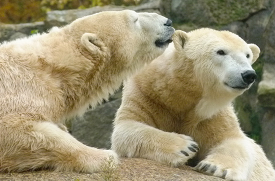 Städtetrip Berlin mit Zoologischem Garten für 2 (2 Tage)