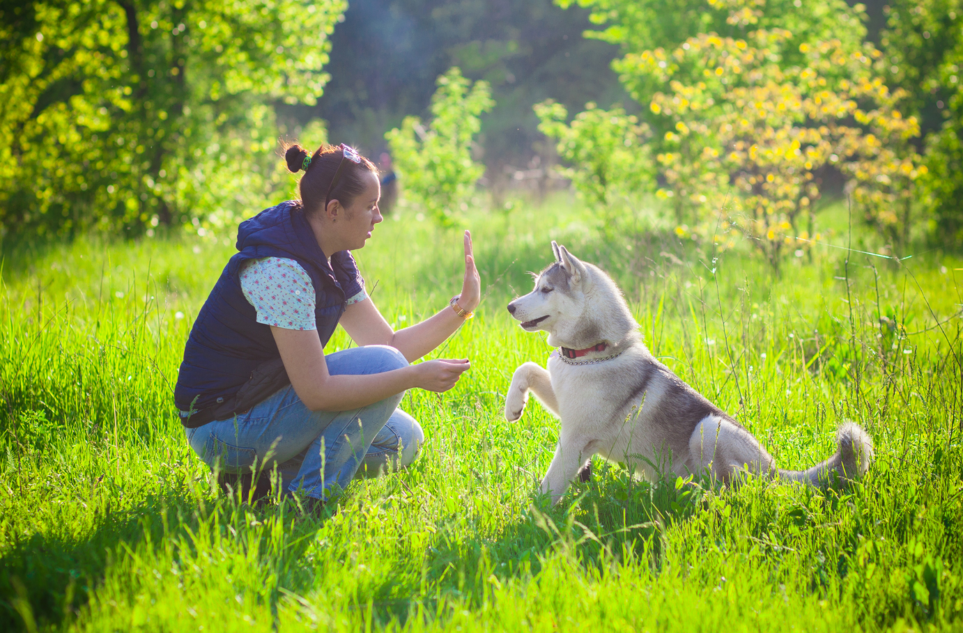 Wandern mit Huskies Wandern mit Huskies