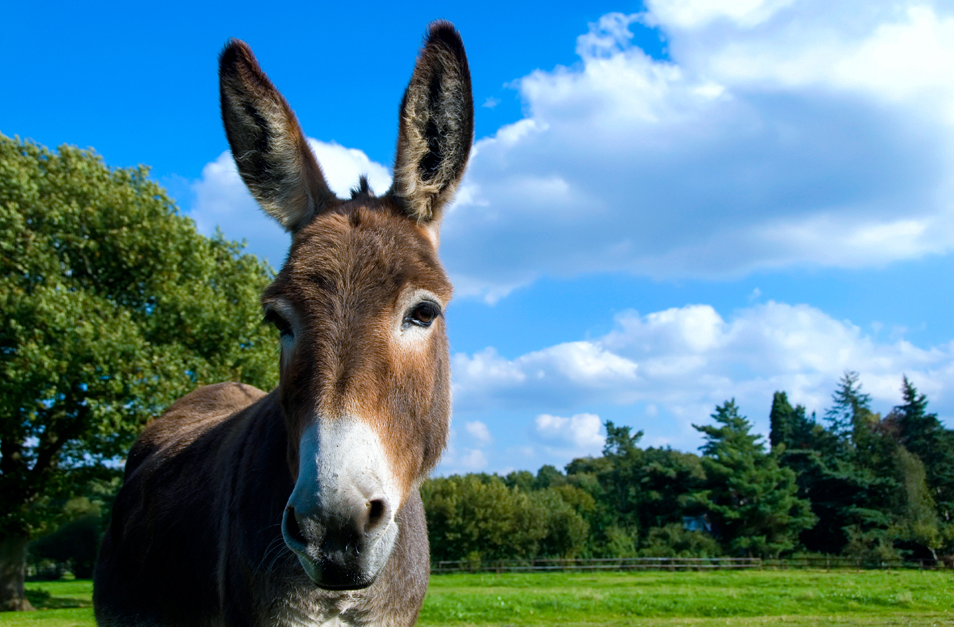 Esel-Trekking-Tour – Zeig allen, dass du kein sturer Esel bist und entdecke, dass Esel weder störrisch noch dumm sind! in Birstein Esel-Trekking-Tour – Zeig allen, dass du kein sturer Esel bist und entdecke, dass Esel weder störrisch noch dumm sind! in Birstein