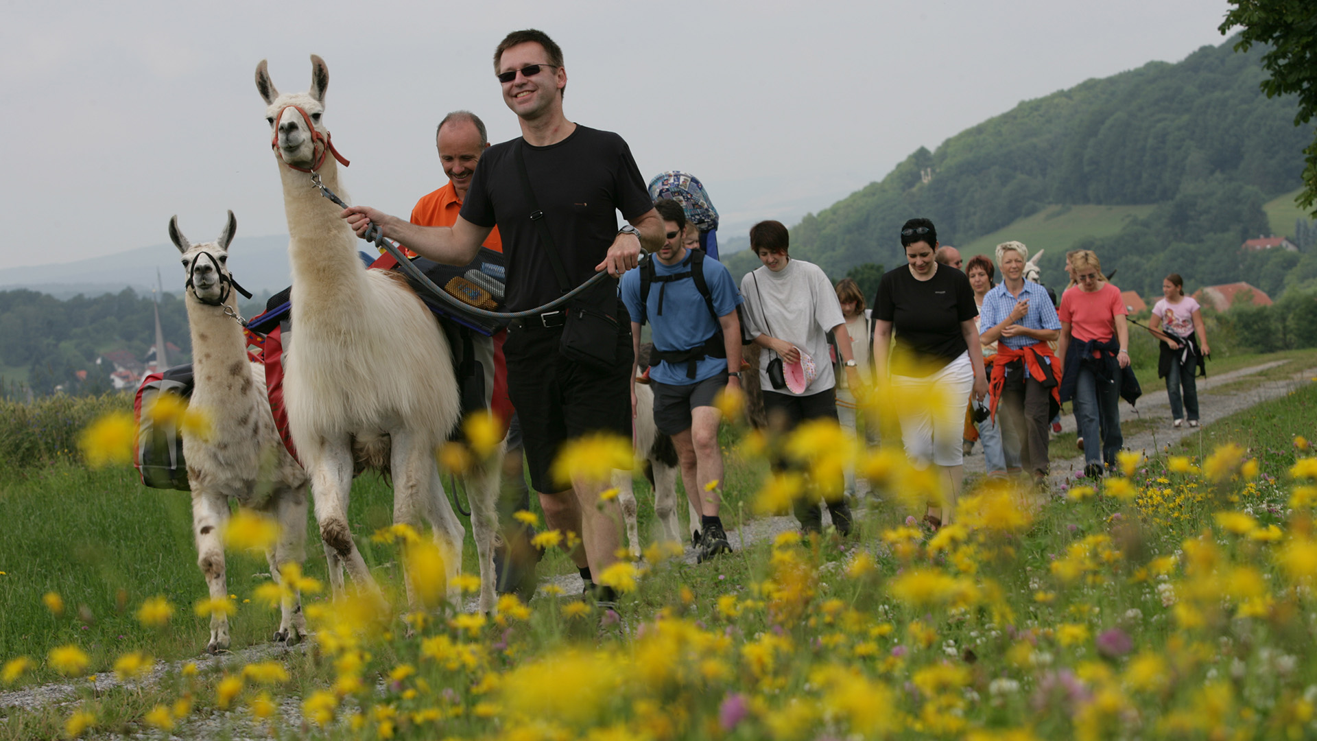 Lama Trekking Poppenhausen für 2 – Lama Trekking: Abenteuer Natur mit tierischer Begleitung