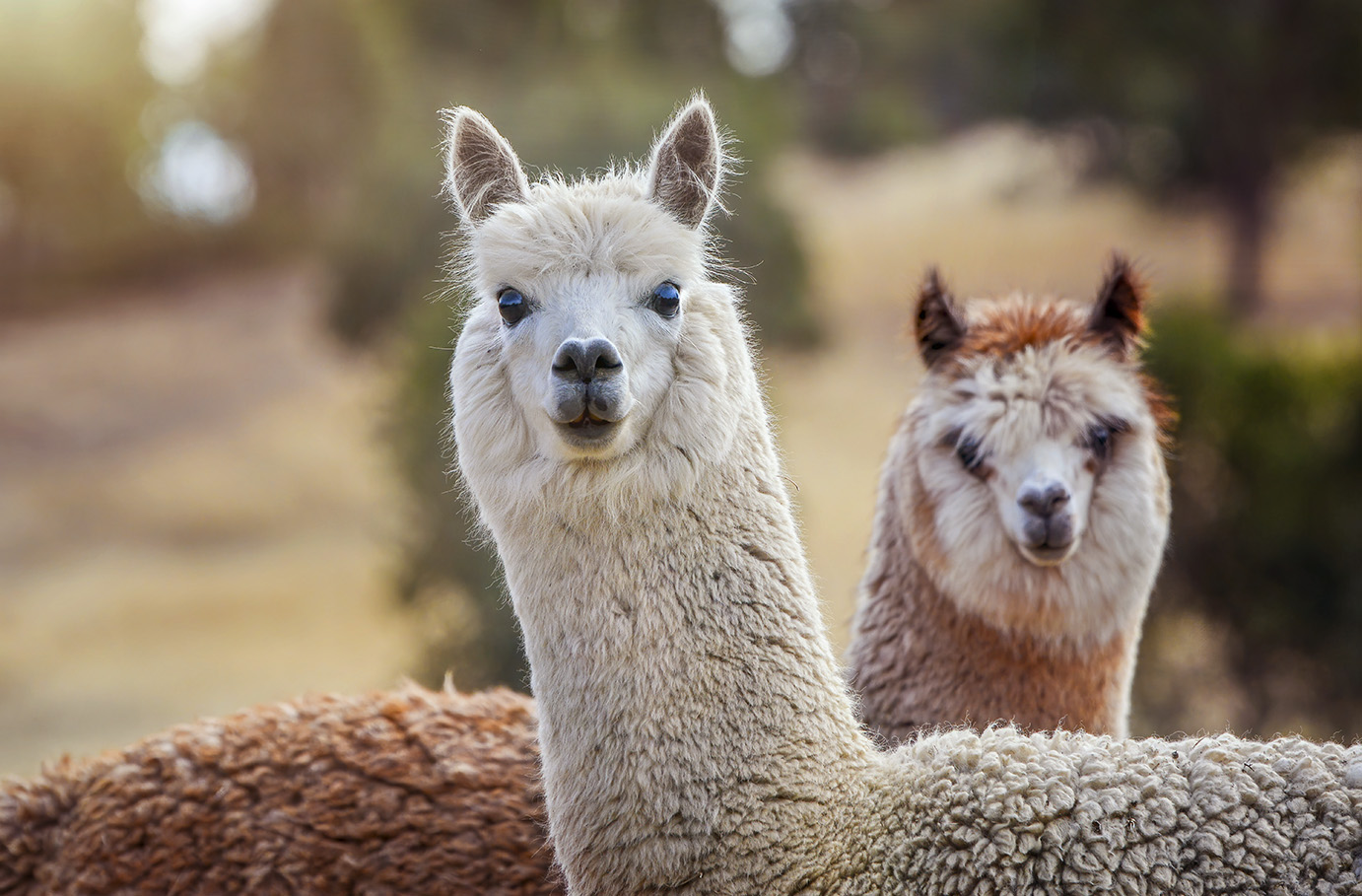 Lama- und Alpakawanderung