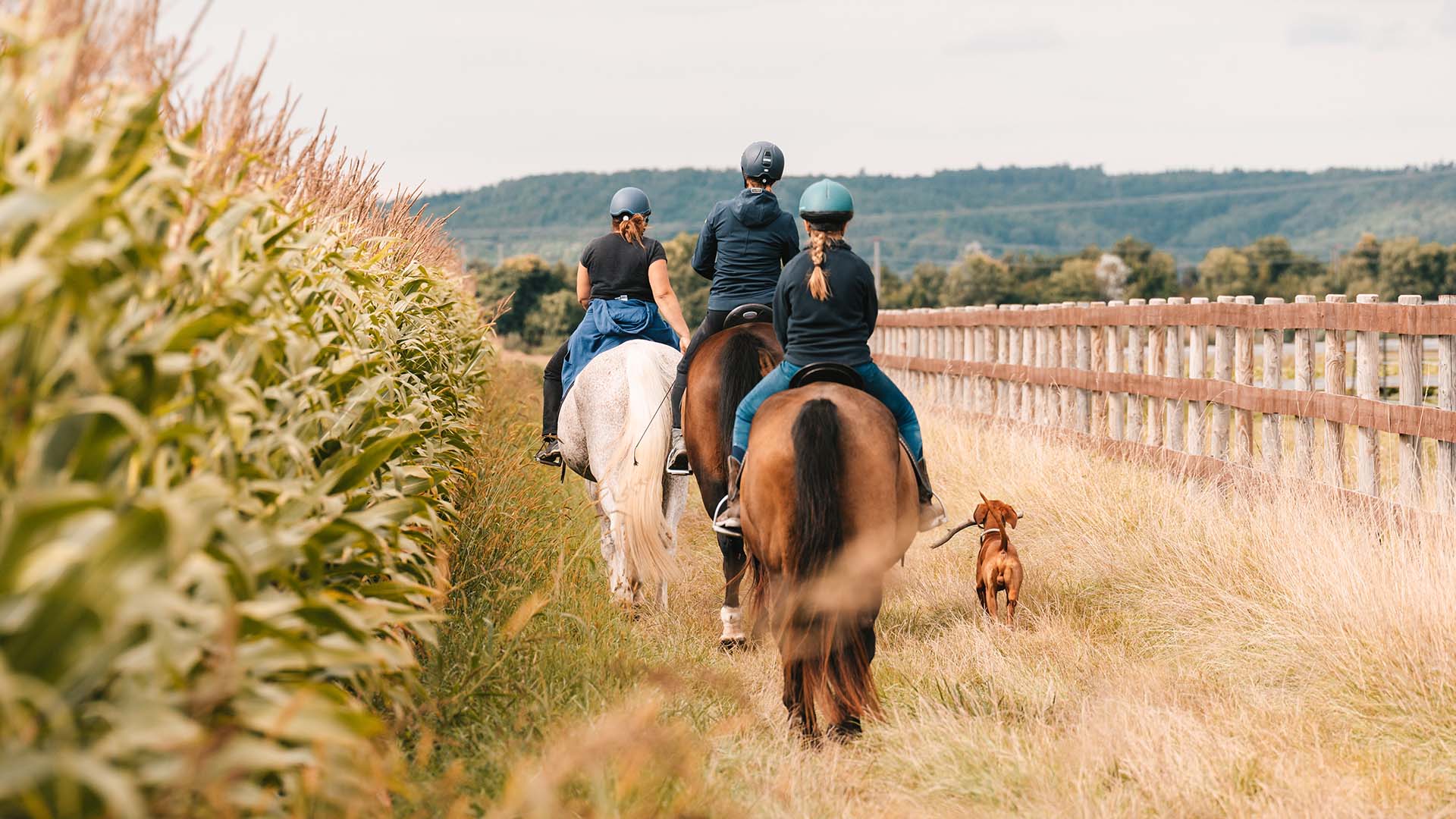Wanderreiten Kapelln Wanderreiten Kapelln