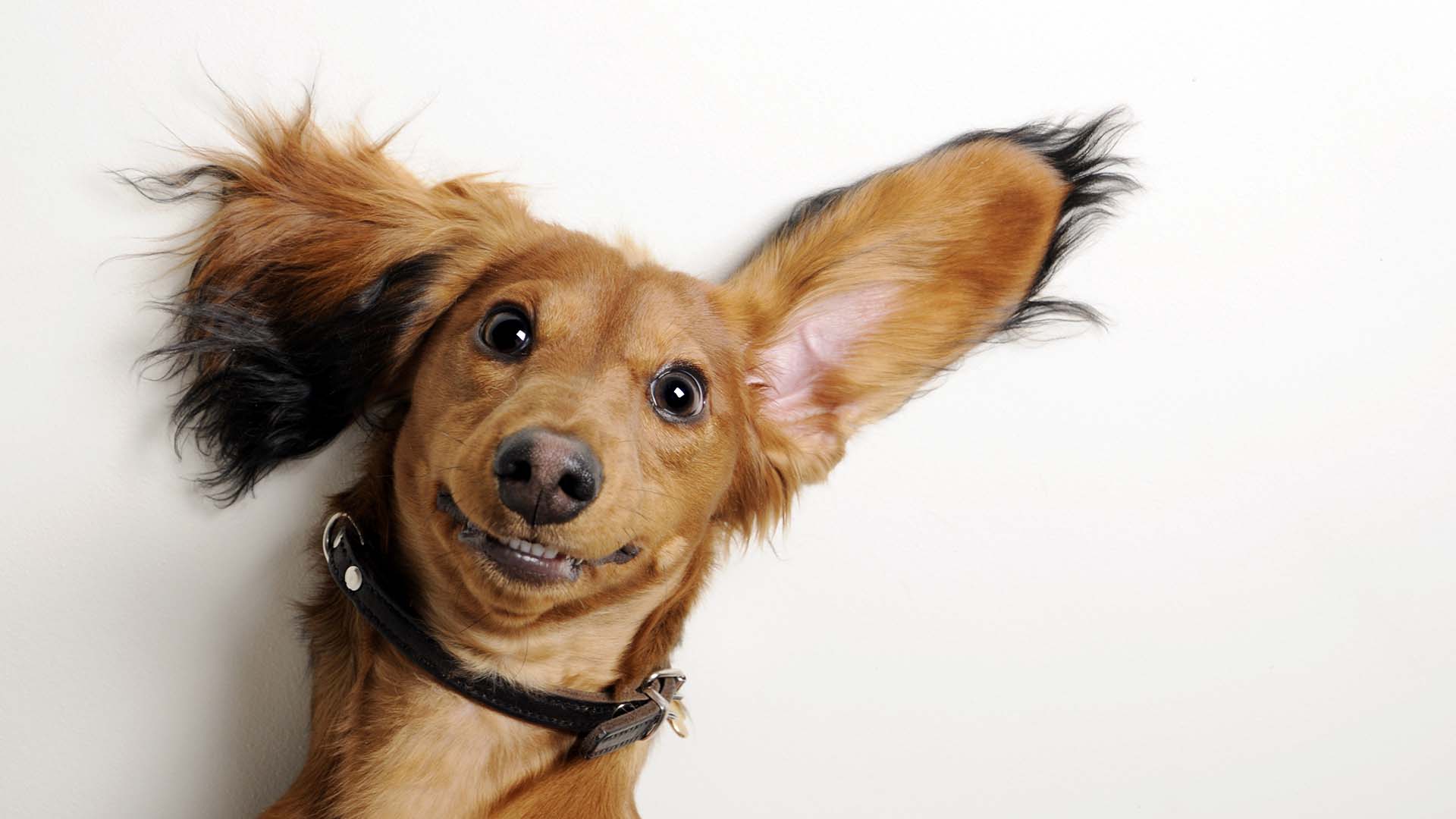 Hunde Fotoshooting Oldenburg –