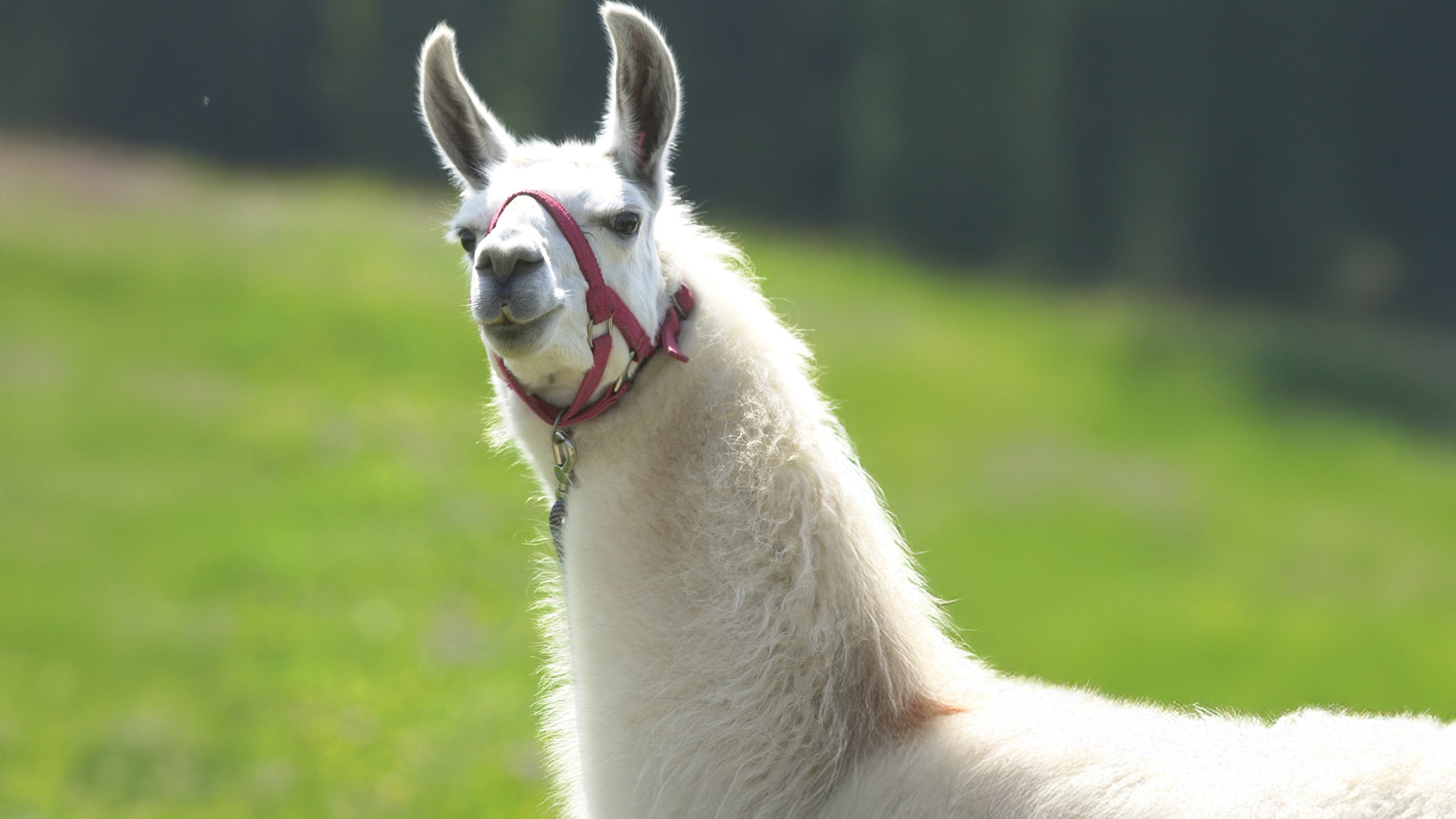 Lama-Trekkingtour Poppenhausen Lama-Trekkingtour Poppenhausen