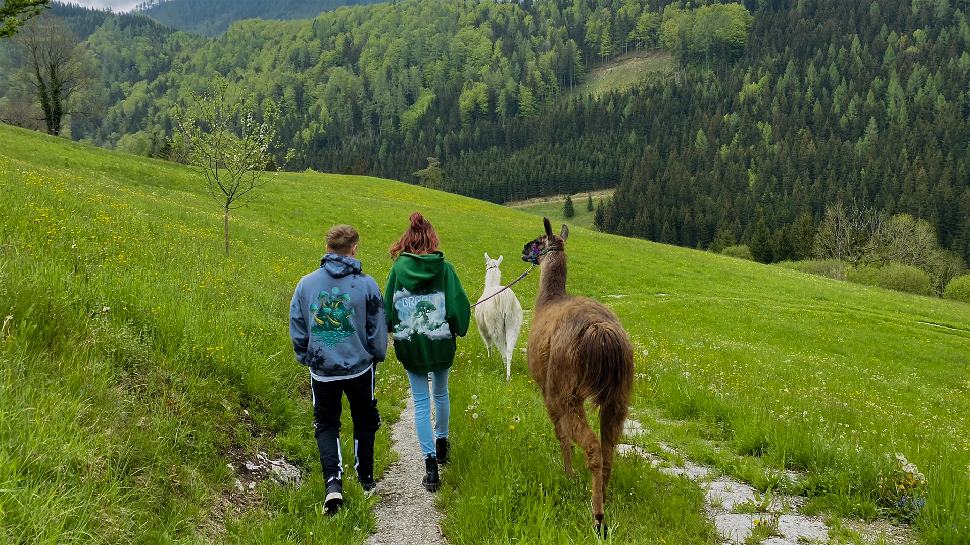 Lamawanderung mit Picknick Molln für 2